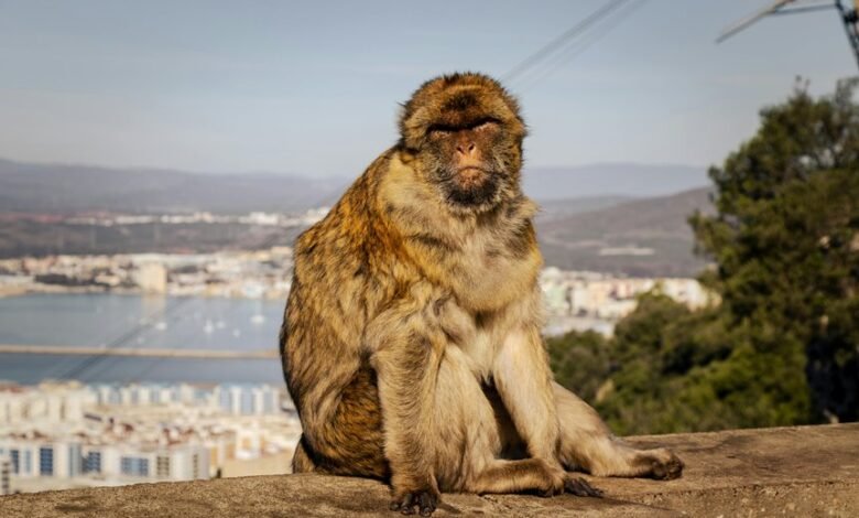 celebrity gossip and commentary