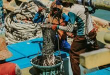 rebahin net functionality explained